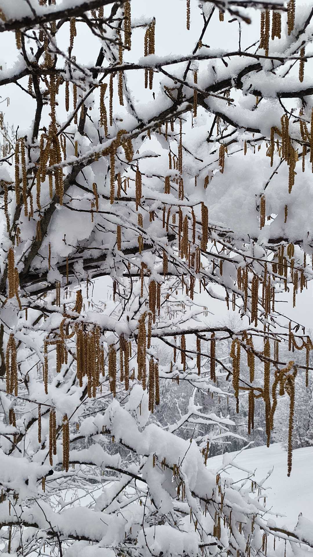 Foto n° 24 del trekking Bivacco del Gufo - Pizzo Pernice │ Alpe Curgei